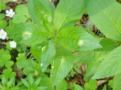 Melampsora rostrupii