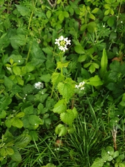 Alliaria petiolata