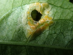 Melampsora rostrupii