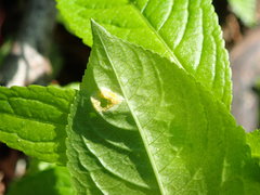 Melampsora rostrupii