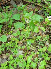 Melampsora rostrupii