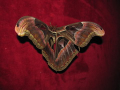 Attacus