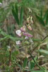 Lathyrus heterophyllus