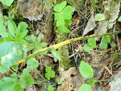 Melampsora rostrupii