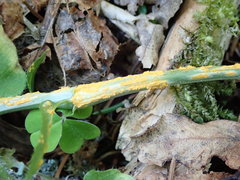 Melampsora rostrupii