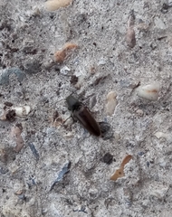 Athous haemorrhoidalis