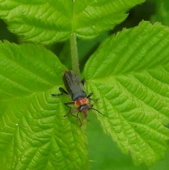 Cantharis pellucida