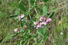 Lathyrus heterophyllus