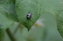 Ellipsidion