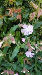 Melandrium