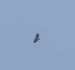 Aegypius monachus