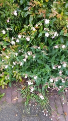 Melandrium