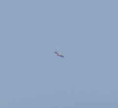 Haliaeetus albicilla