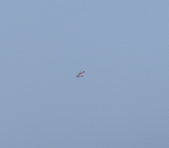 Haliaeetus albicilla