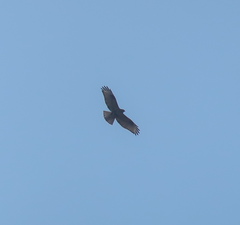 Buteo hemilasius