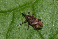 Bradybatus kellneri