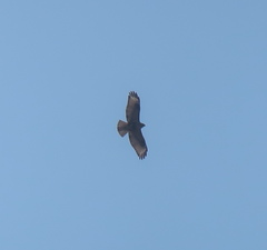 Buteo hemilasius