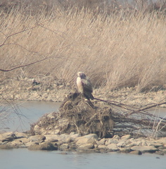 Buteo hemilasius
