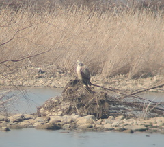 Buteo hemilasius