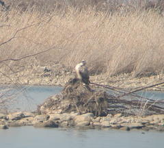 Buteo hemilasius