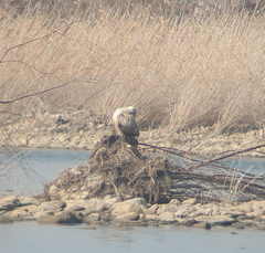 Buteo hemilasius