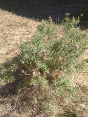 Stevia satureiifolia