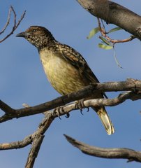 Chlamydera guttata