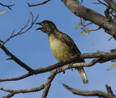 Chlamydera guttata