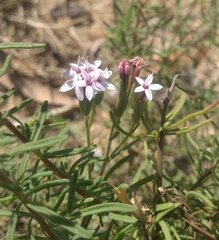 Stevia satureiifolia