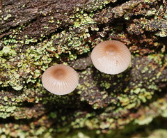 Mycena carmeliana