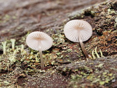 Mycena carmeliana