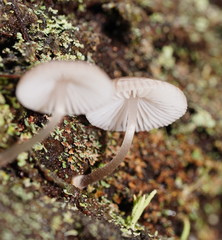 Mycena carmeliana