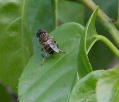 Eristalinus