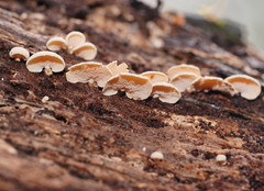 Panellus luxfilamentus