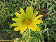 Senecio bombayensis