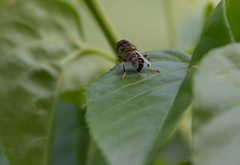 Eristalinus