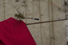 Orthetrum sabina