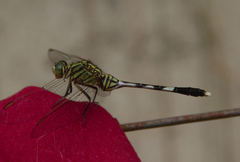 Orthetrum sabina