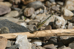 Diplacodes trivialis