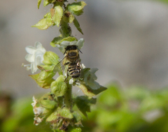 Megachile
