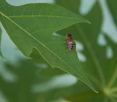 Eristalinus