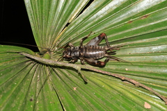Duolandrevus coulonianus