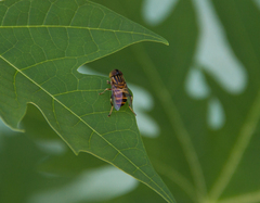Eristalinus