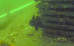 Apogonichthyoides niger