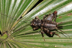 Duolandrevus coulonianus