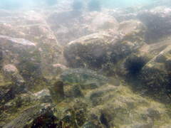 Chelonodontops patoca