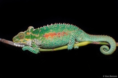 Bradypodion thamnobates