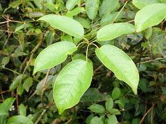 Lardizabalaceae