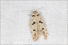 Scatochresis episema