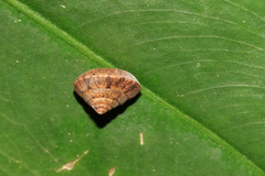 Aegista granti